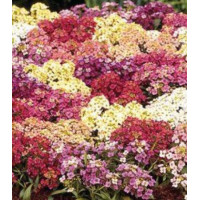 Семена Алиссум снежная королева смесь