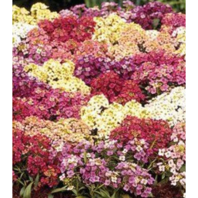 Семена Алиссум снежная королева смесь