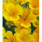 Семена Эшшольция Аура Семена Эшшольция Аура