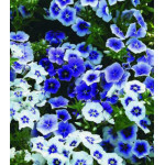 Семена Флокс Синий иней Семена Флокс Синий иней