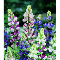 Семена Люпин ароматный Дилайт