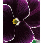 Семена Анютины глазки Черника со сливками Семена Анютины глазки Черника со сливками