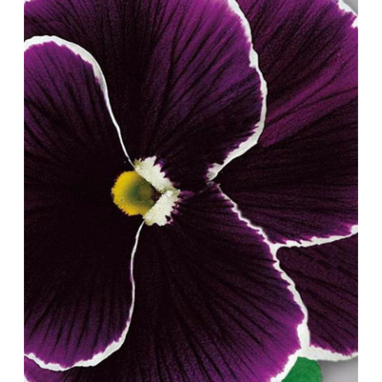 Семена Анютины глазки Черника со сливками Семена Анютины глазки Черника со сливками