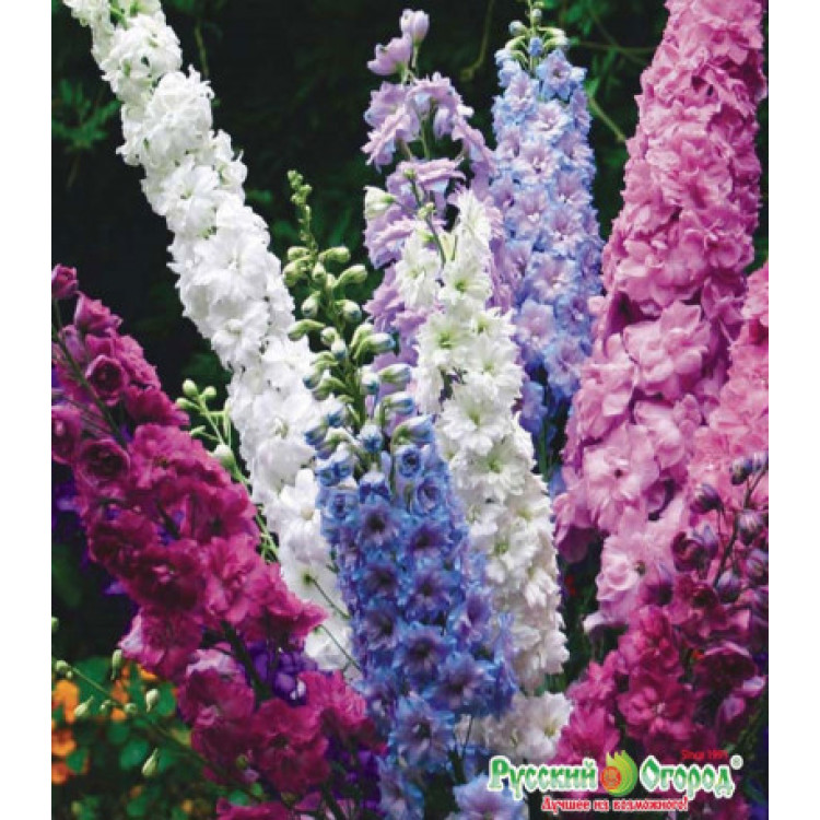 Семена Дельфиниум F1 Новозеландский букет Семена Дельфиниум F1 Новозеландский букет