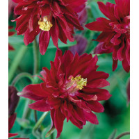 Семена Аквилегия Нора Барлоу бордо