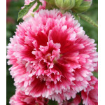 Семена Мальва F1 Фиеста тайм Семена Мальва F1 Фиеста тайм