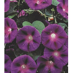 Семена Ипомея Гранд Па Семена Ипомея Гранд Па