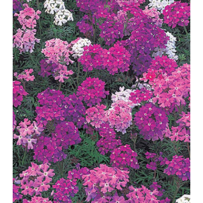 Семена Вербена Снежная Королева смесь