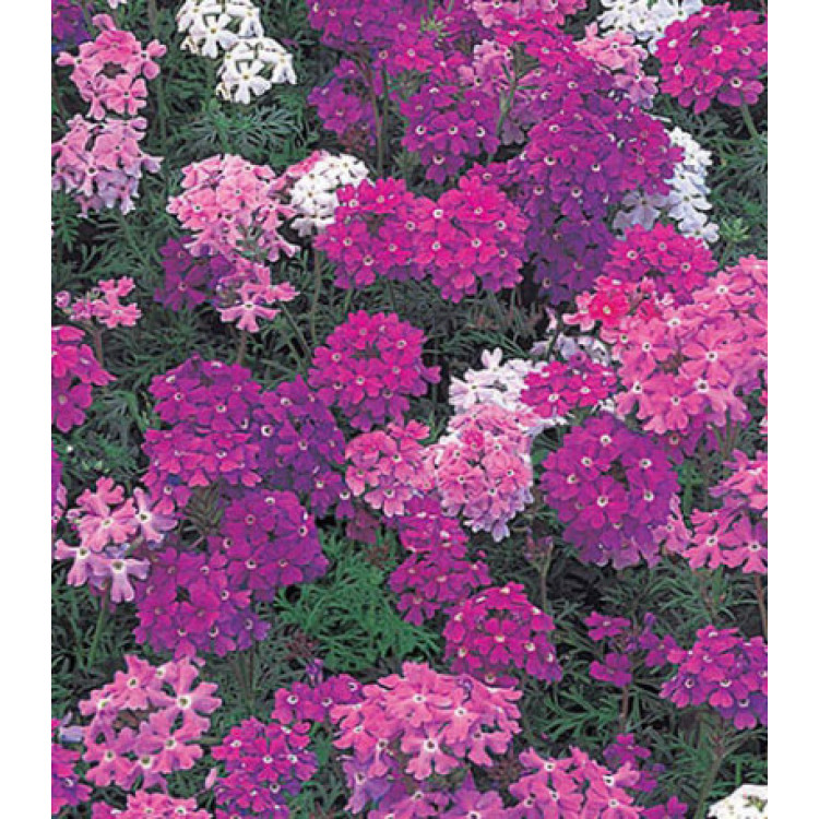 Семена Вербена Снежная Королева смесь Семена Вербена Снежная Королева смесь