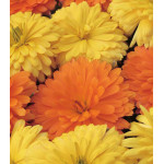 Семена Календула Новый стиль Семена Календула Новый стиль