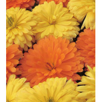 Семена Календула Новый стиль