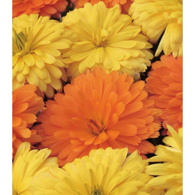 Семена Календула Новый стиль Семена Календула Новый стиль