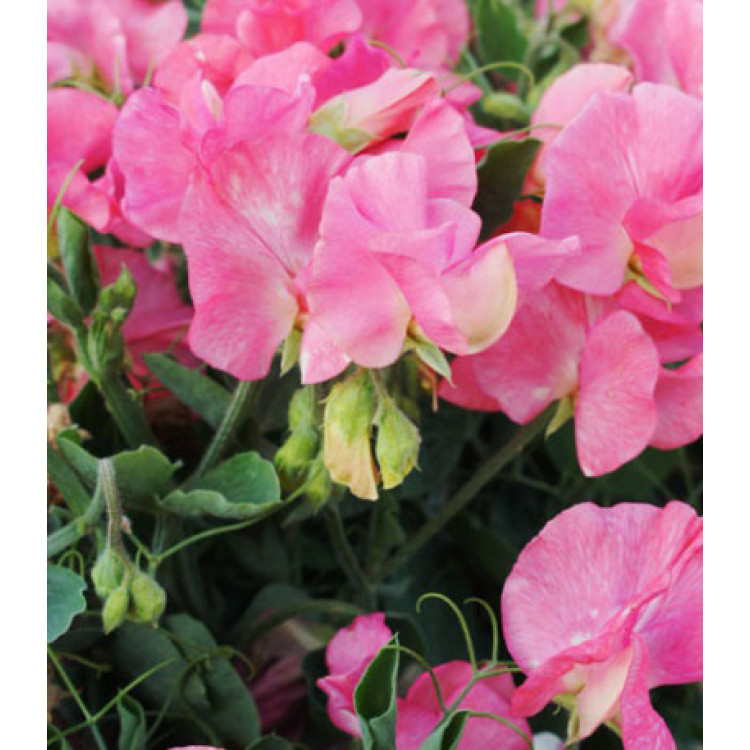 Семена Горошек душистый Вилла Рома роуз Семена Горошек душистый Вилла Рома роуз