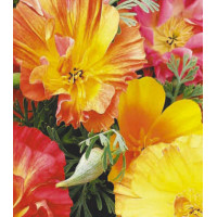 Семена Эшшольция Шифон