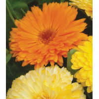 Семена Календула Патио