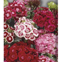 Семена Гвоздика турецкая Смесь окрасок