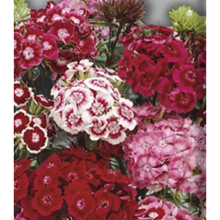 Семена Гвоздика турецкая Смесь окрасок Семена Гвоздика турецкая Смесь окрасок