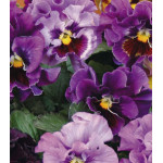 Семена Виола F1 Мулен Руж Семена Виола F1 Мулен Руж