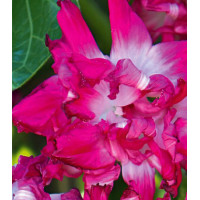 Семена Ипомея Санрайз Серенада