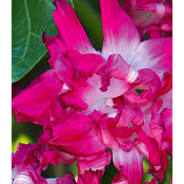 Семена Ипомея Санрайз Серенада Семена Ипомея Санрайз Серенада