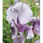 Семена Горошек душистый РР Сияние Семена Горошек душистый РР Сияние