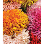 Семена Цинния Барпис Семена Цинния Барпис