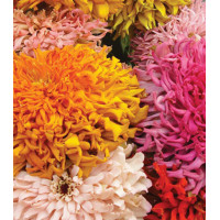 Семена Цинния Барпис