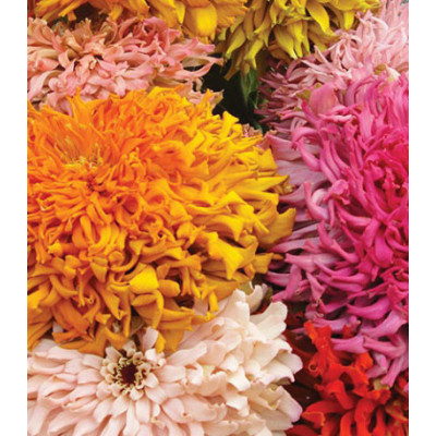 Семена Цинния Барпис