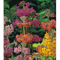 Семена Примула Канделябра