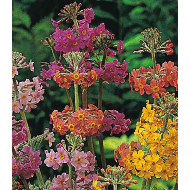 Семена Примула Канделябра Семена Примула Канделябра