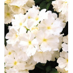 Семена Вербена F1 Кварц Белая Семена Вербена F1 Кварц Белая