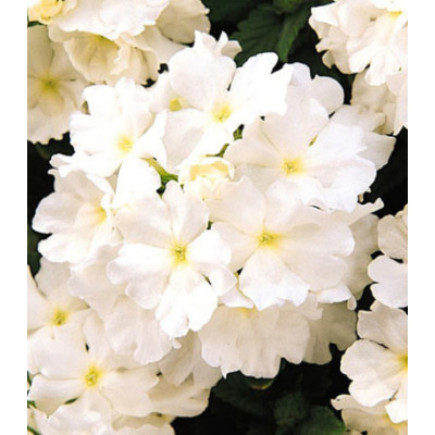 Семена Вербена F1 Кварц Белая