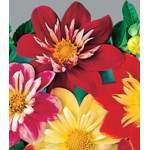 Семена Георгина Коларетте дэнди микс Семена Георгина Коларетте дэнди микс