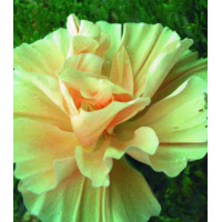 Семена Эшшольция Мадам Клико