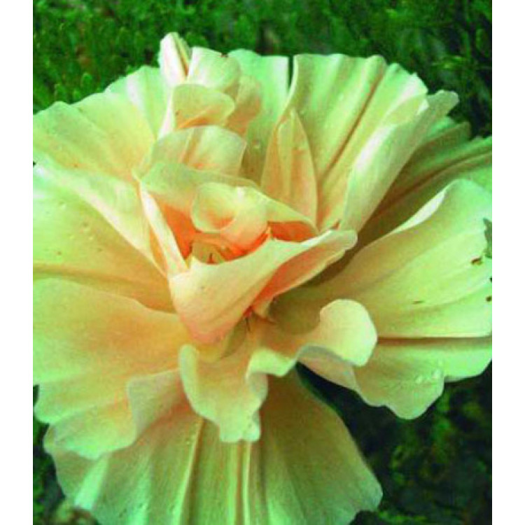 Семена Эшшольция Мадам Клико Семена Эшшольция Мадам Клико