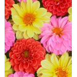 Семена Георгина помпонная Махровый Мяч Семена Георгина помпонная Махровый Мяч