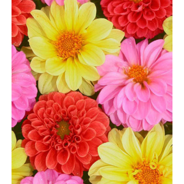 Семена Георгина помпонная Махровый Мяч Семена Георгина помпонная Махровый Мяч