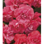 Семена Бальзамин Том Самб салмон Семена Бальзамин Том Самб салмон