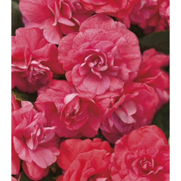 Семена Бальзамин Том Самб салмон Семена Бальзамин Том Самб салмон