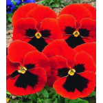 Семена Виола Красная шапочка Семена Виола Красная шапочка