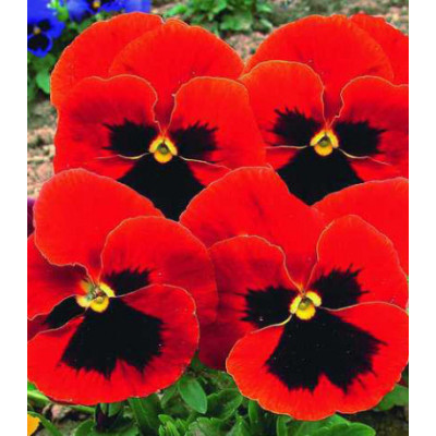 Семена Виола Красная шапочка