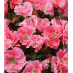 Семена Годеция Оранж Глори Семена Годеция Оранж Глори