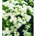 Семена Агератум Сноу Болл Семена Агератум Сноу Болл