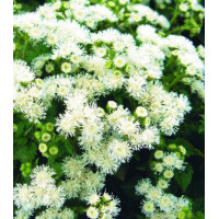Семена Агератум Сноу Болл