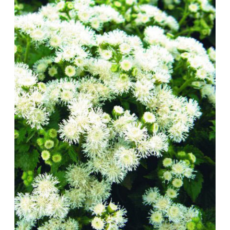 Семена Агератум Сноу Болл Семена Агератум Сноу Болл