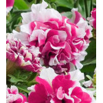 Семена Петуния F1 Дуо Роуз энд Уайт Семена Петуния F1 Дуо Роуз энд Уайт