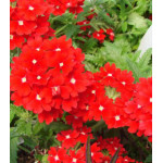 Семена Вербена Люцифер Семена Вербена Люцифер