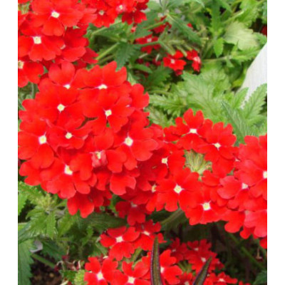 Семена Вербена Люцифер