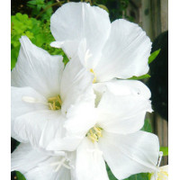 Семена Годеция Снежная королева