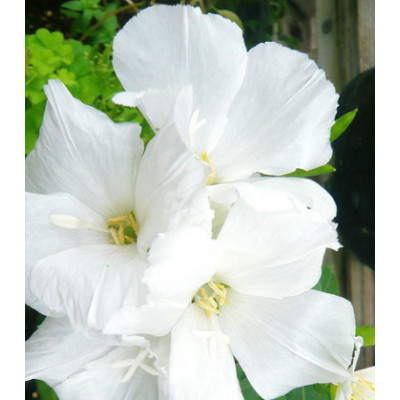 Семена Годеция Снежная королева